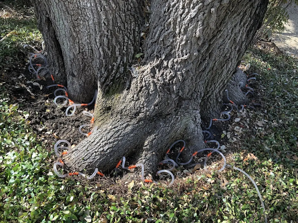 Detailed Tree Cabling and Bracing job site in Spring Glen