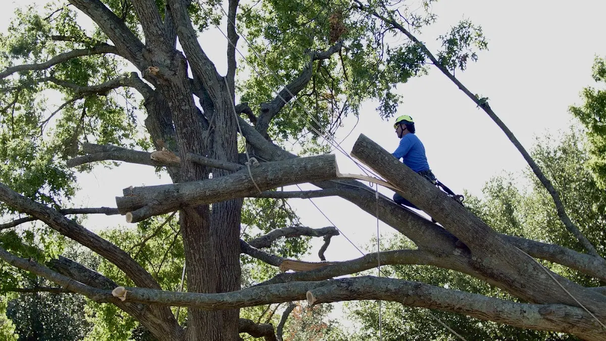 Professional Crown Thinning performed by certified arborists in Spring Glen