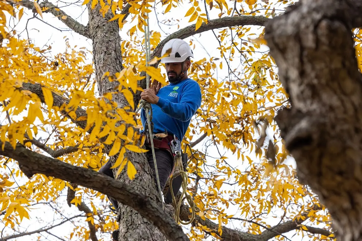 Skilled Tree Planing crew working in Spring Glen