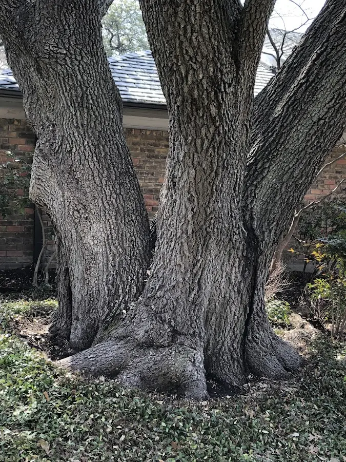 Mature heritage tree close to a Spring Glen property cared for by certified arborists